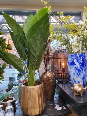 Plant met grote bladeren